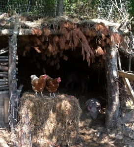 Pig Hut with Chickens