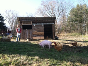 Tatum and the Pig Shed